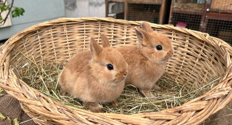 Kütahya Büyümeyen Tavşan