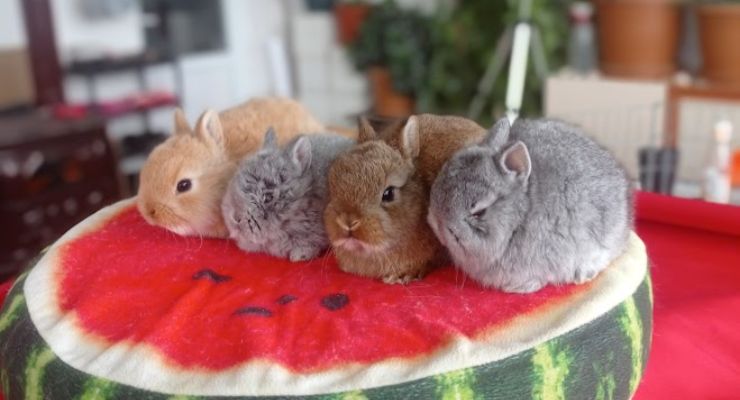 Kütahya Cins Tavşan