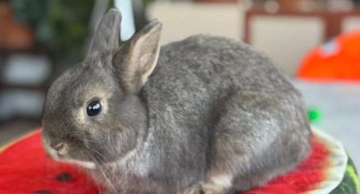 Kütahya Ev Tavşanı