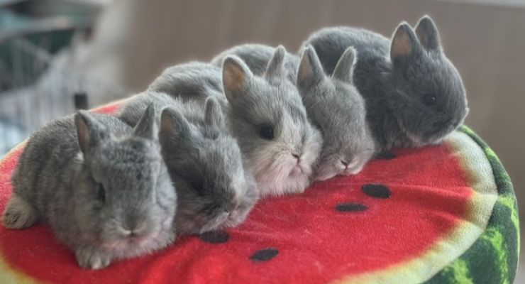 Kütahya Evcil Tavşan