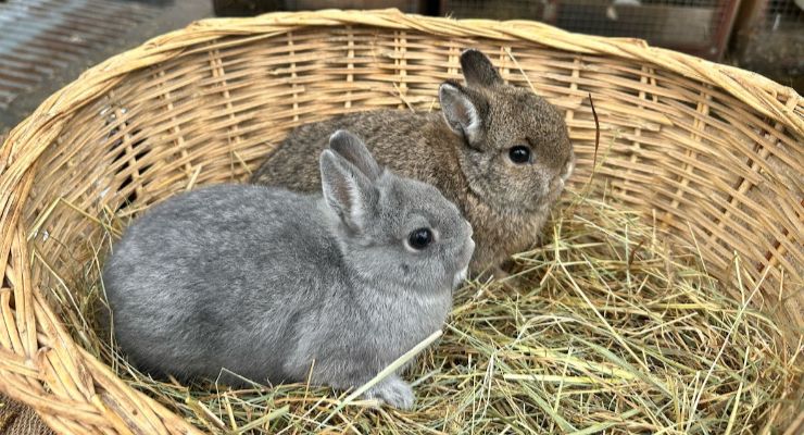 Kütahya Yavru Tavşan