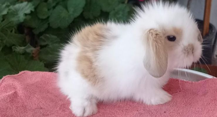 Kütahya Hollanda Lop Tavşan